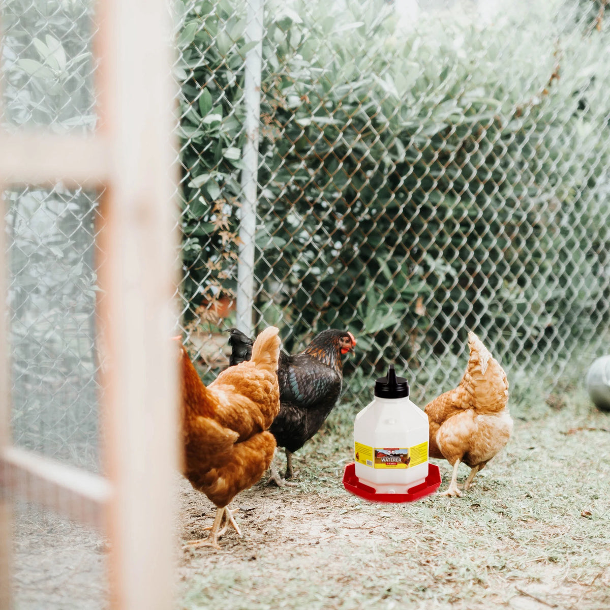 Little Giant PPF5 5 Gallon Automatic Poultry Waterer for Chickens, Red (2 Pack)